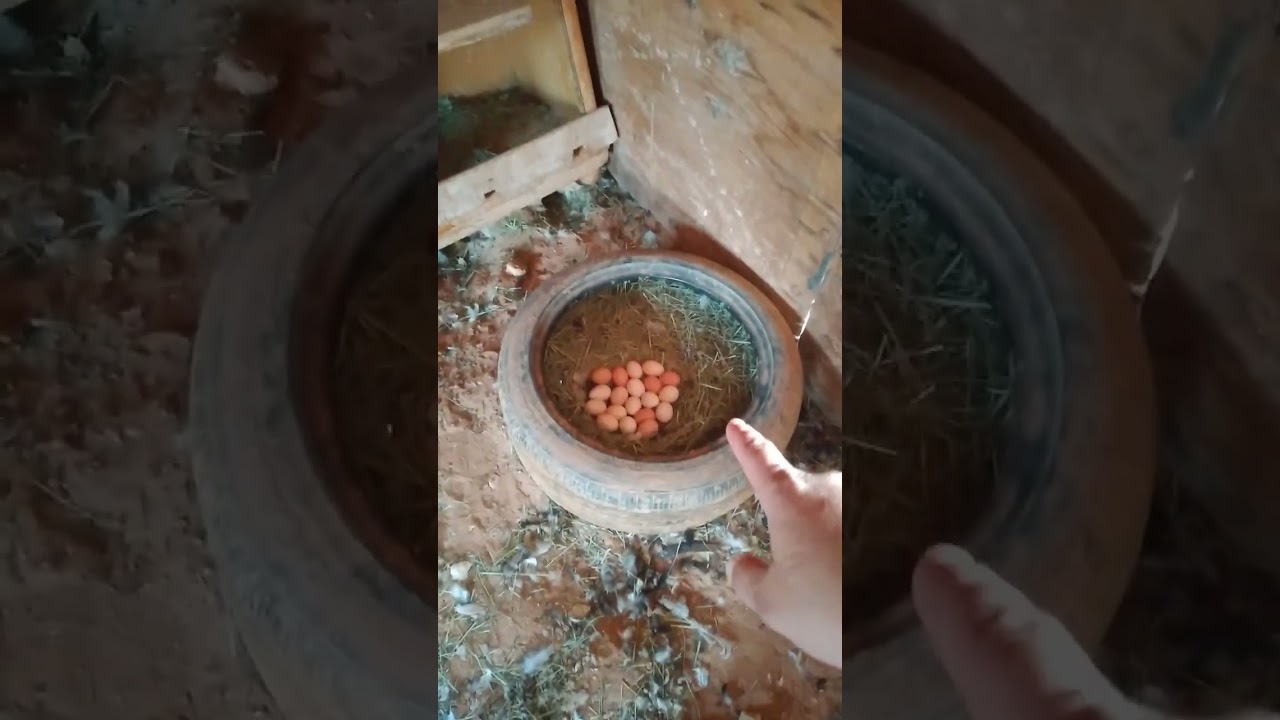 طريقة ترجين الدجاج على البيض