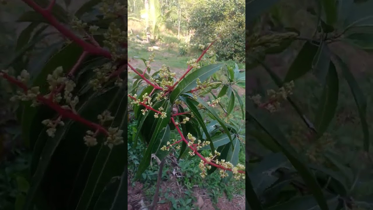 dijual luas tanah 4650 meter pesegi surat AJB bonus pohon puket duren 
