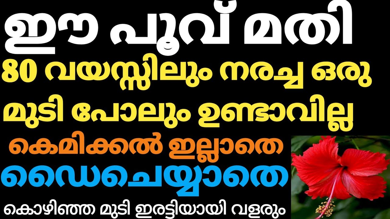 ഈ പൂവ് വെറും 1മിനിറ്റിൽ എത്ര നരച്ച മുടിയും ഒറ്റയുസ്സിൽ കട്ടകറുപ്പാക്കാം/100% Natural Hair Dye