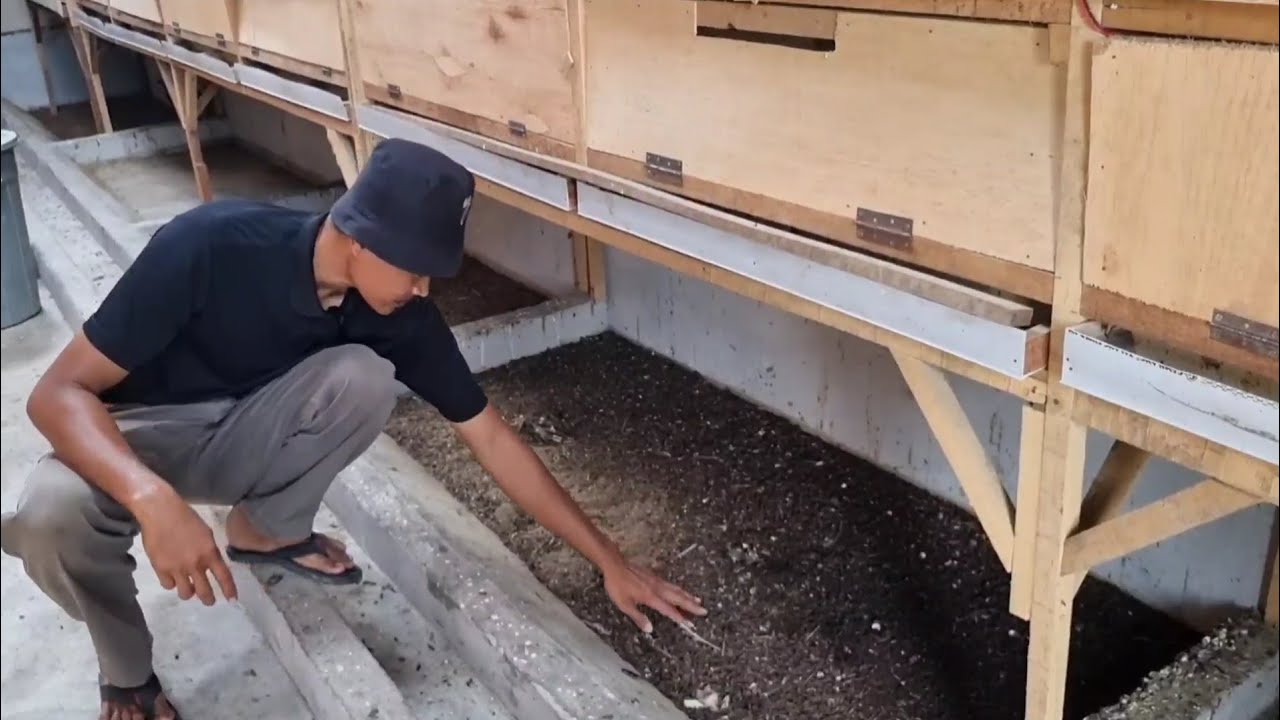 Budidaya Maggot dan ayam kampung, Anak  Duri berhasil ciptakan pupuk kompos premium!!