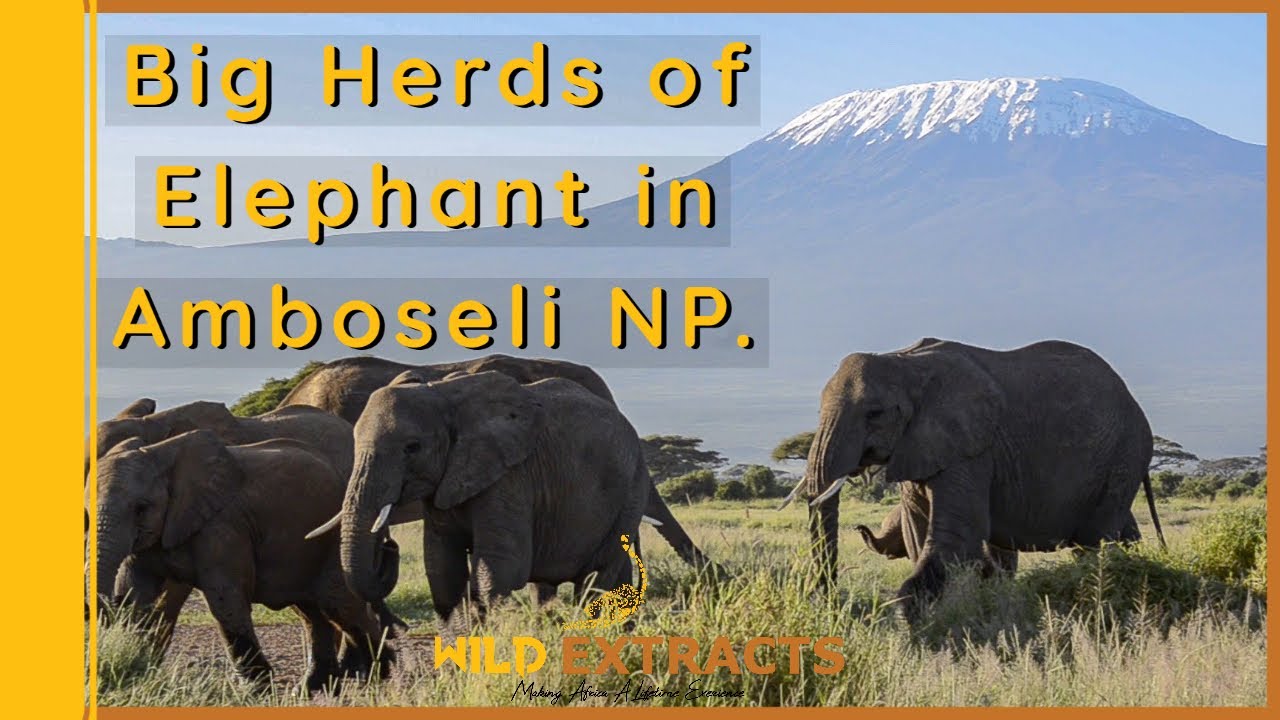 The Elephant Herds of Amboseli  || Amboseli National Park || Wild Extracts