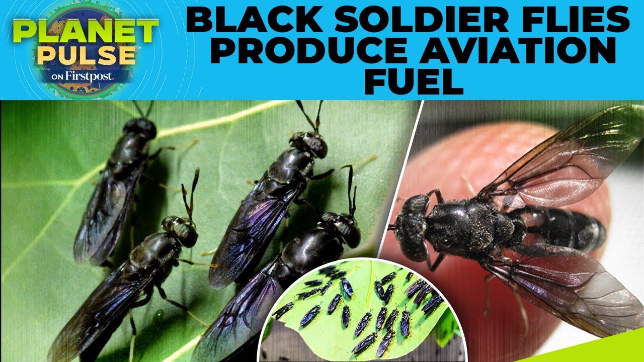 UAE Startup Turns Food Waste Into Biofuel Using Black Soldier Flies | Planet Pulse | N18G