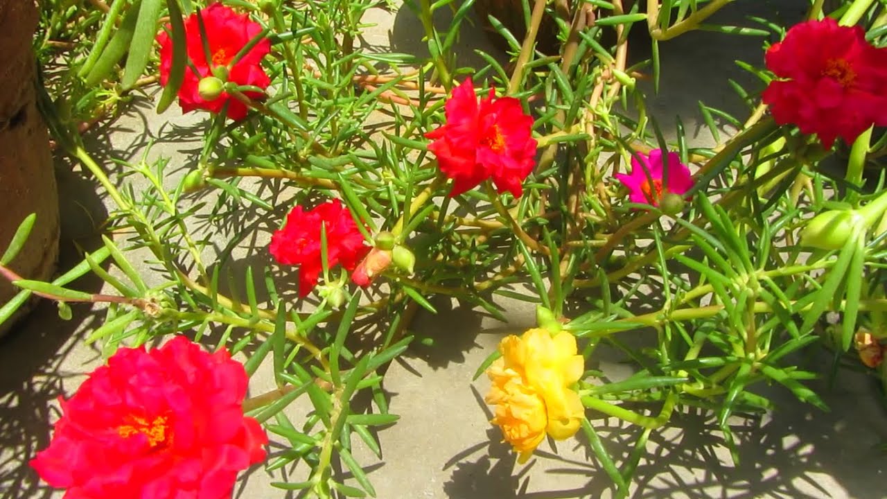 Moss Rose / Purslane Caring Tips | Urdu/Hindi