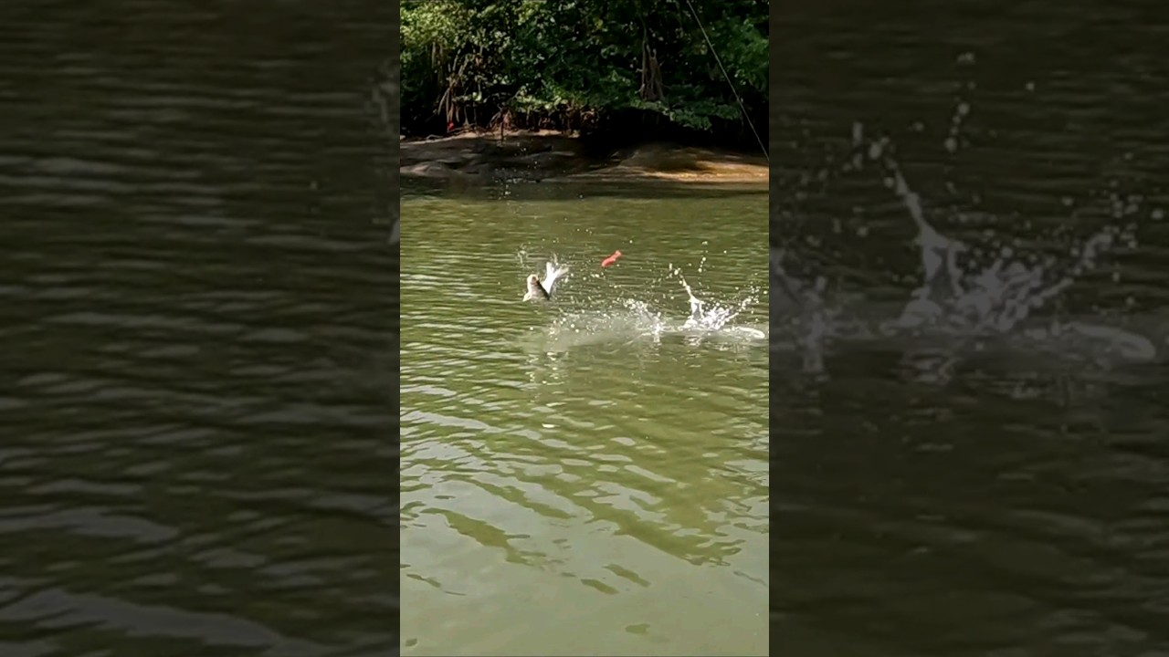 QUANDO O PEIXE TEM MESTRADO #pescariadecaiaque #tuna115