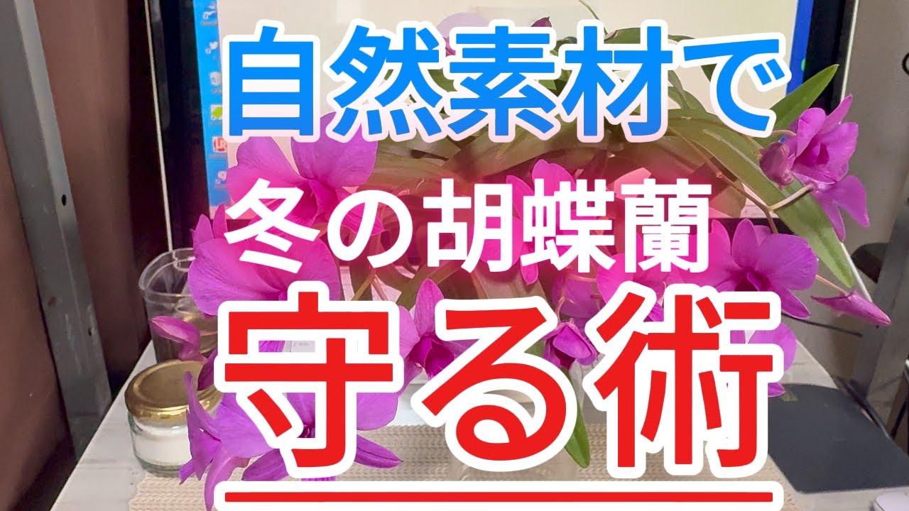 自然素材で守る胡蝶蘭の冬越しunknown