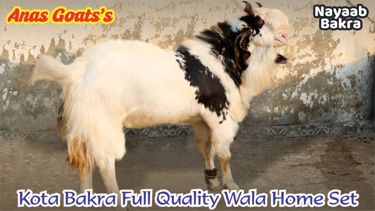 Kota Bakra Full Quality Wala Home Set At Anas Goat&rsquo;s 