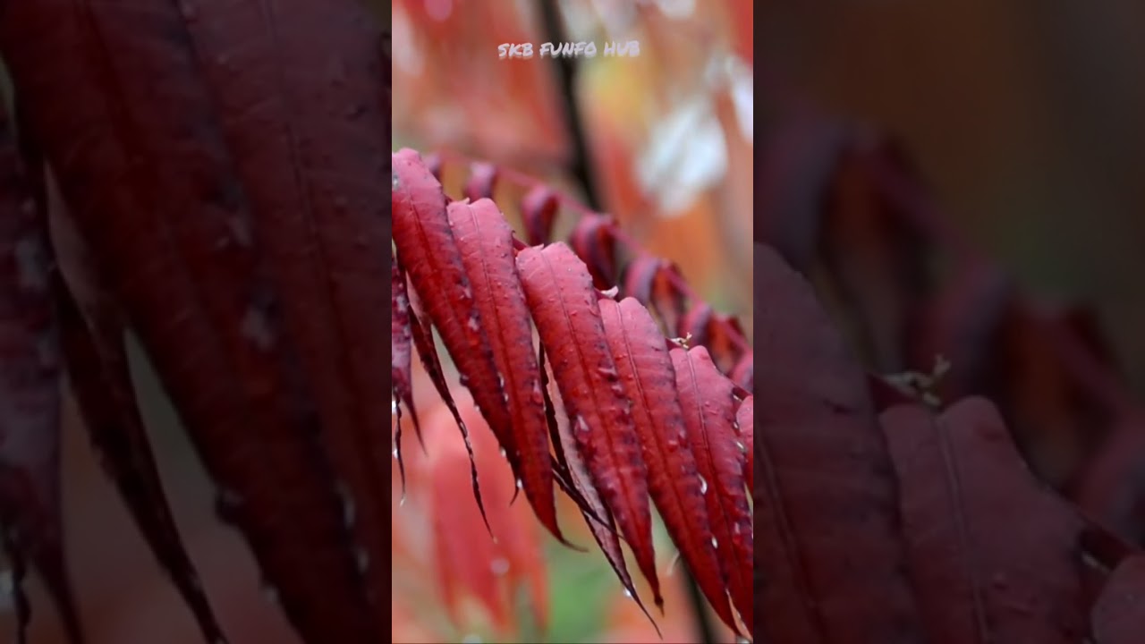 Discover the Beauty of Rain Gardens: Nature's Best Kept Secret ☔