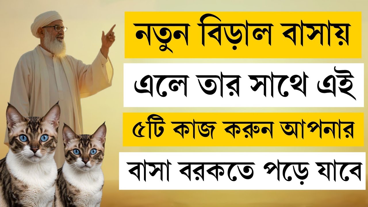 “বাসায় নতুন বিড়াল এলে করুন এই ৫টি কাজ | 5 Things to Do When a New Cat Comes Home” 🐱✨