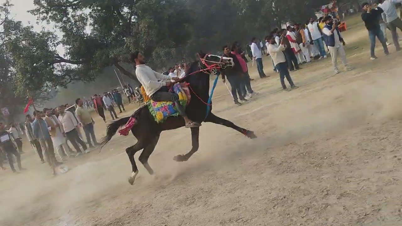 घोड़ा रेस दीवानगंज 