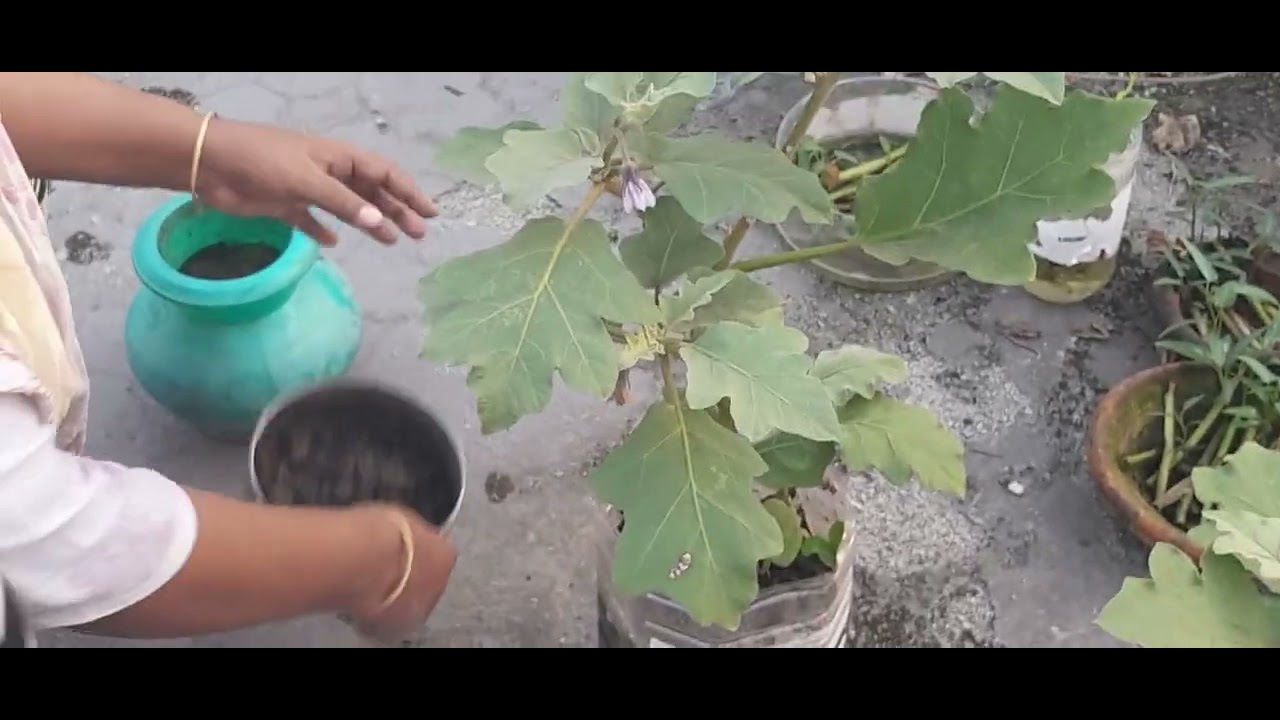 আমি কীভাবে আমার বেগুন গাছের পরিচর্যা করি || How do I care for my brinjal plants