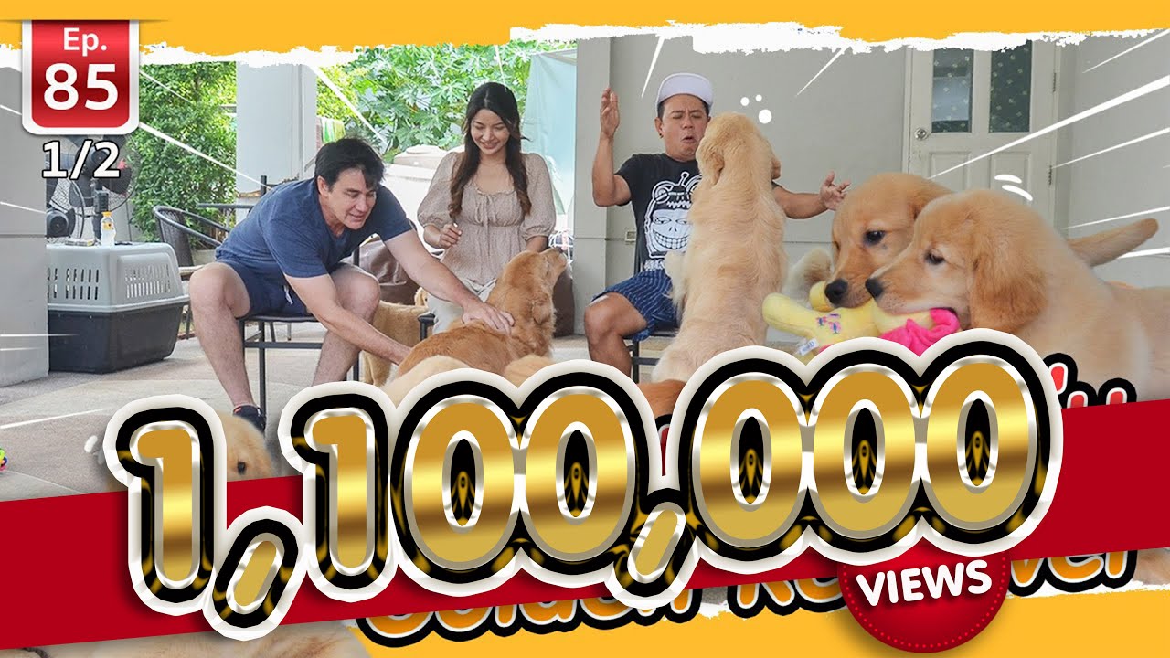 Golden Retriever น่ารัก ขี้เล่น - เพื่อนรักสัตว์เอ้ย EP.85 [1/2]