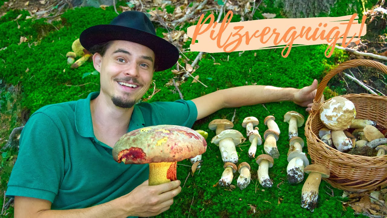 Der König der Steinpilze 👑 - der seltene Königsröhrling im Portrait & die Sommersteinpilze sind da 🥳