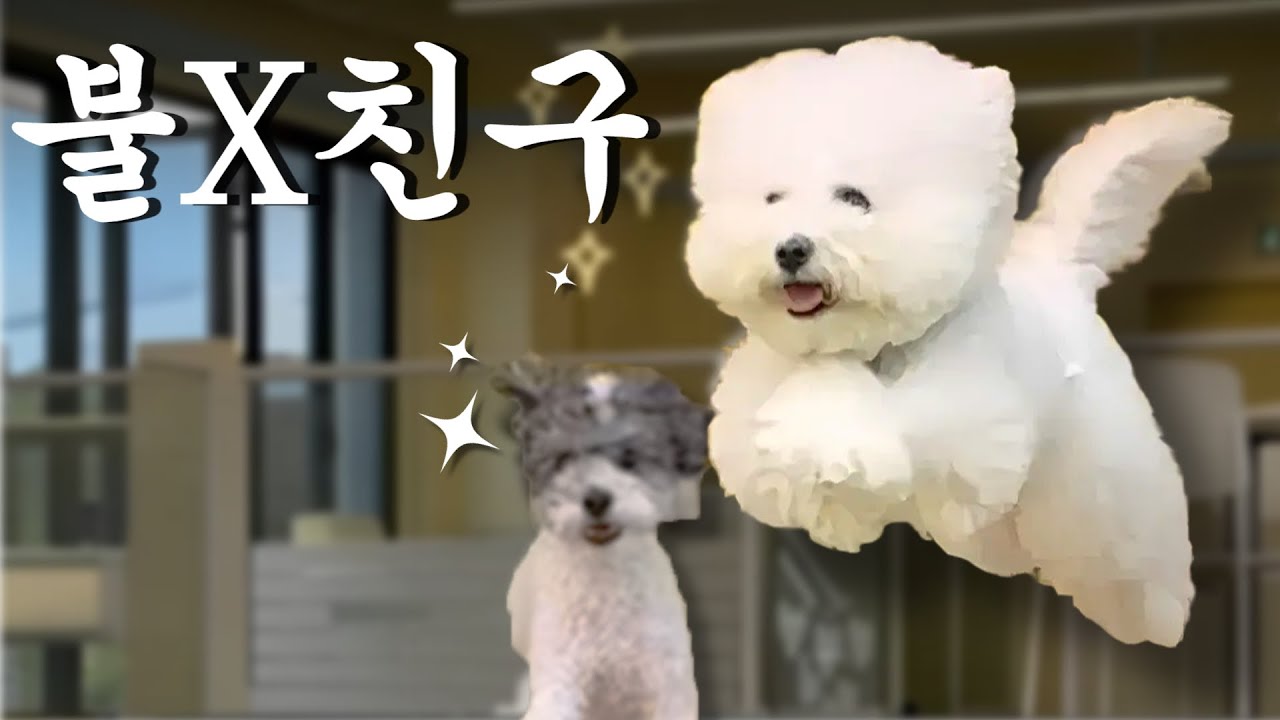 [Vlog] 강아지랑 함께 하는 30대 부부 일상 브이로그 [ 강아지랑 카페 데이트 | 수목원 산책 | 친구랑 애견카페 | 부부 필라테스 ]