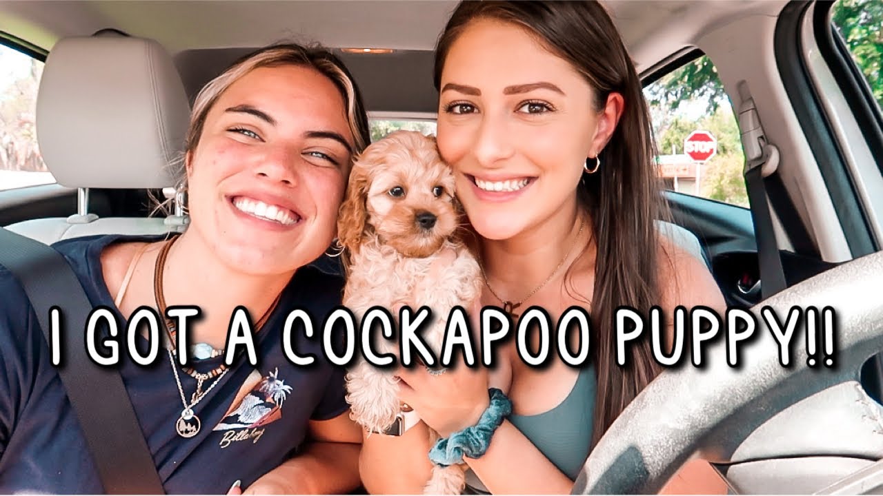 I GOT A PUPPY DOG! Picking Up My 8 Week Old Cockapoo VLOG!!