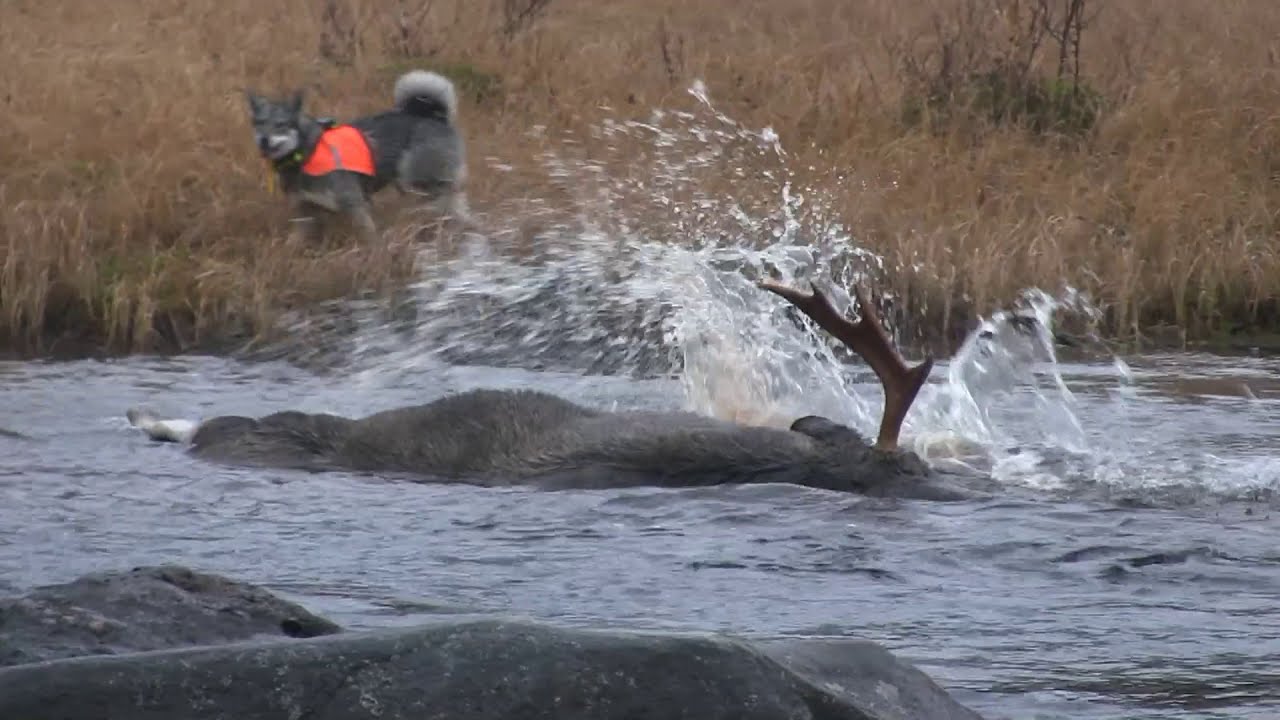 Hundejakt nr.4 L&oslash;shundjakt p&aring; elg