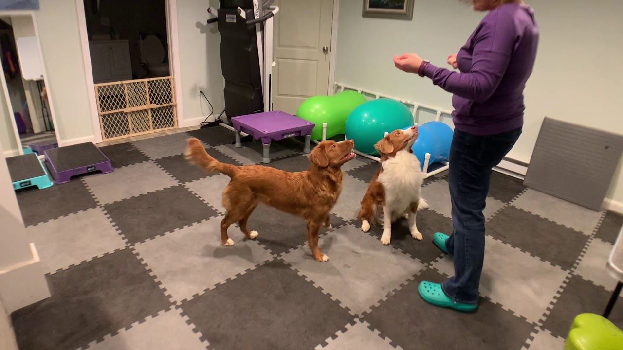 Teach your dog to hug another dog!