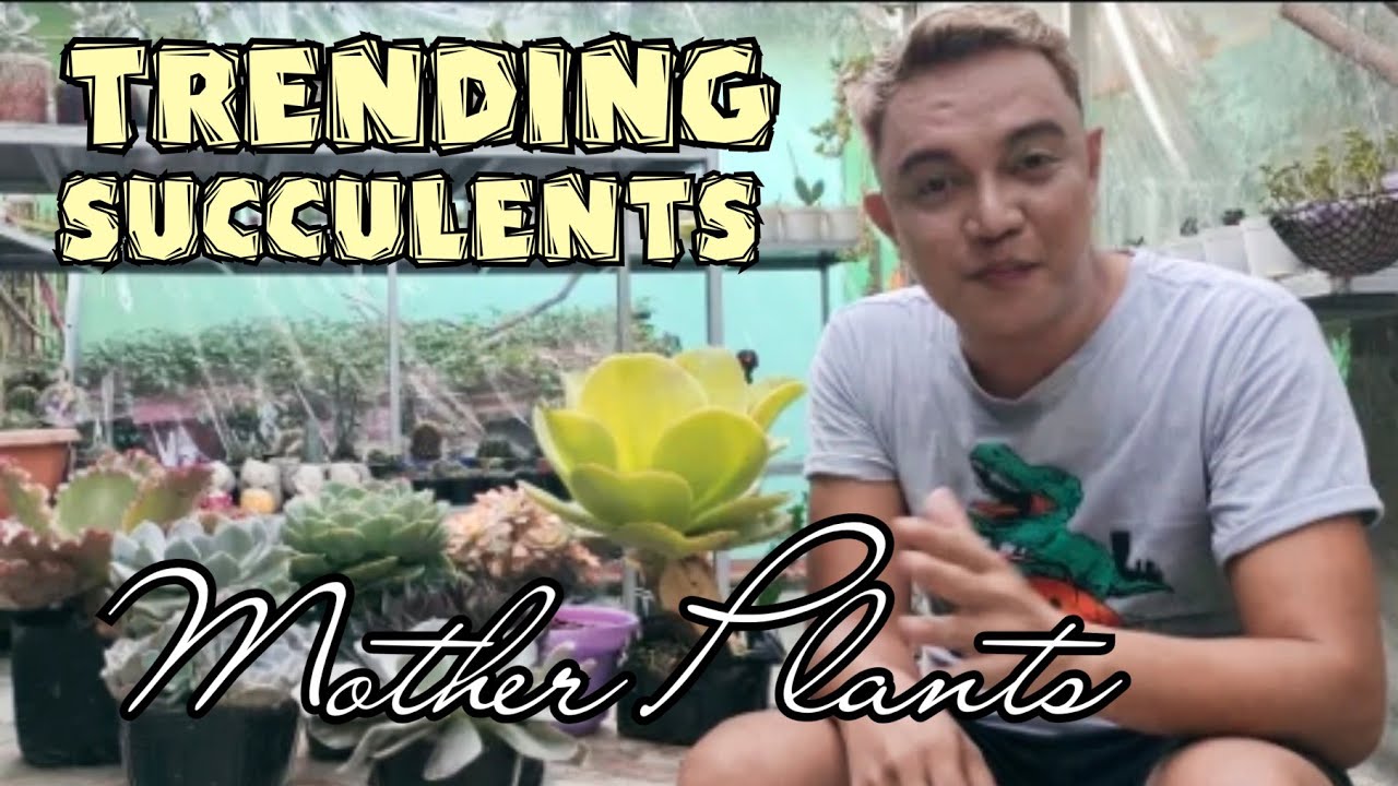TRENDING ON SUCCULENTS: MOTHER PLANTS