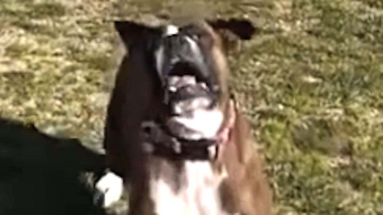 Shy rescue dog has hilarious reaction to first toy