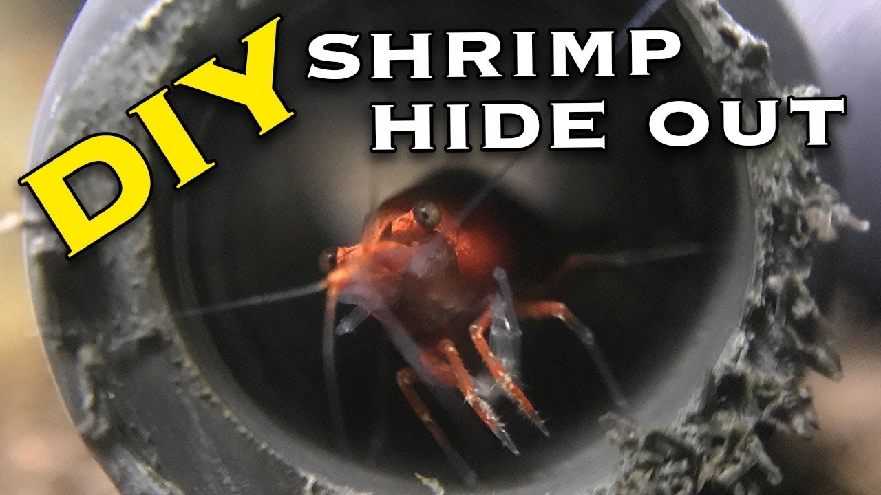 How to Make Cheap Shrimp Tunnels