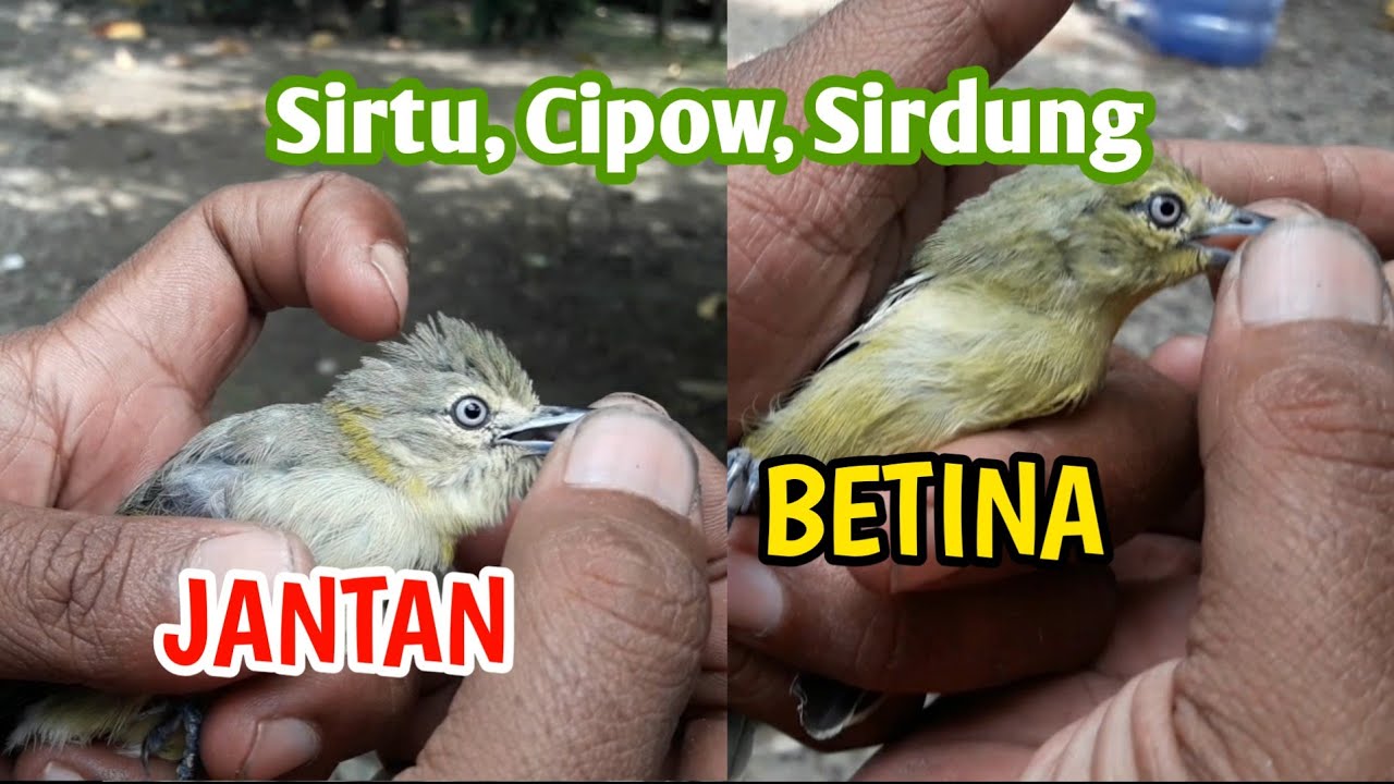 Cara Membedakan Cipow Sirpu Sirdung Jantan dan Betina