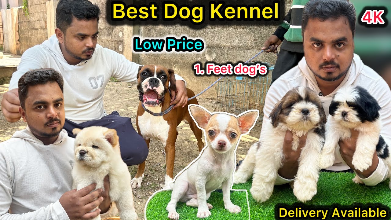 😱1 Feet Dogs 💥Best Dog Kennel | Imported puppy's Available 🥰Shihtzu,Beagle,boxer🐕 Chennai dog kennel