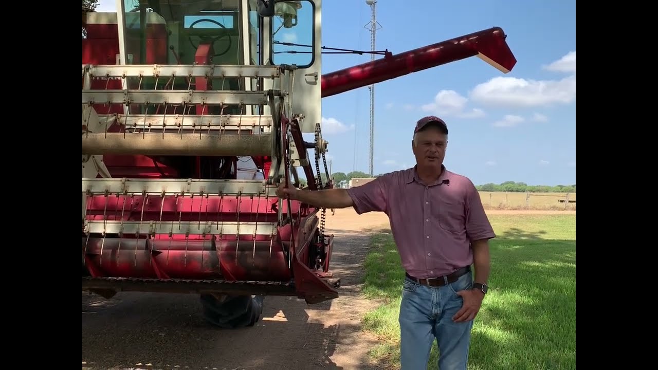 IH 403 combine harvesting milo, July 2022