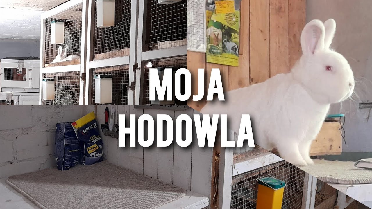 moje wszystkie KRÓLIKI oraz KLATKI - wracam z filmami hodowlanymi w króliczarni