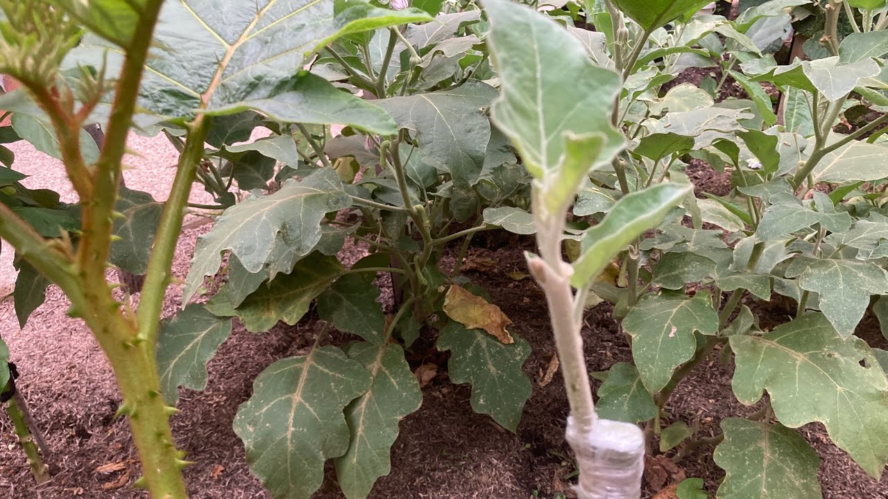 Grafting Eggplant on devil plantكيف تجعل الباذنجان يثمر على مدار السنة