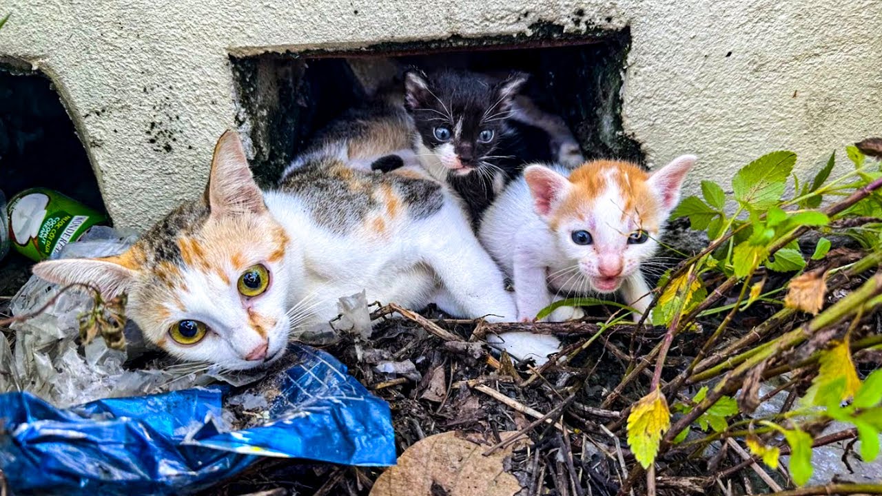 История выживания семьи: спасение кошки-матери и котят, советы по уходу за кошками в суровых пого...