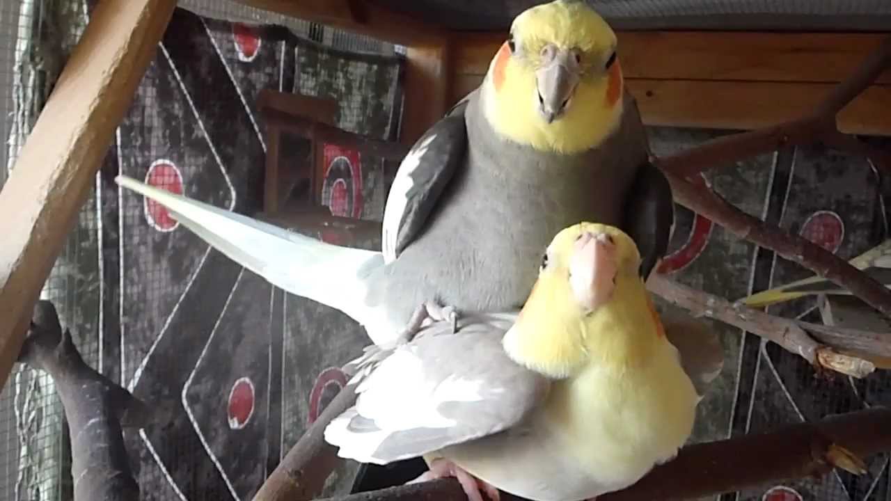 About Cockatiels Mating