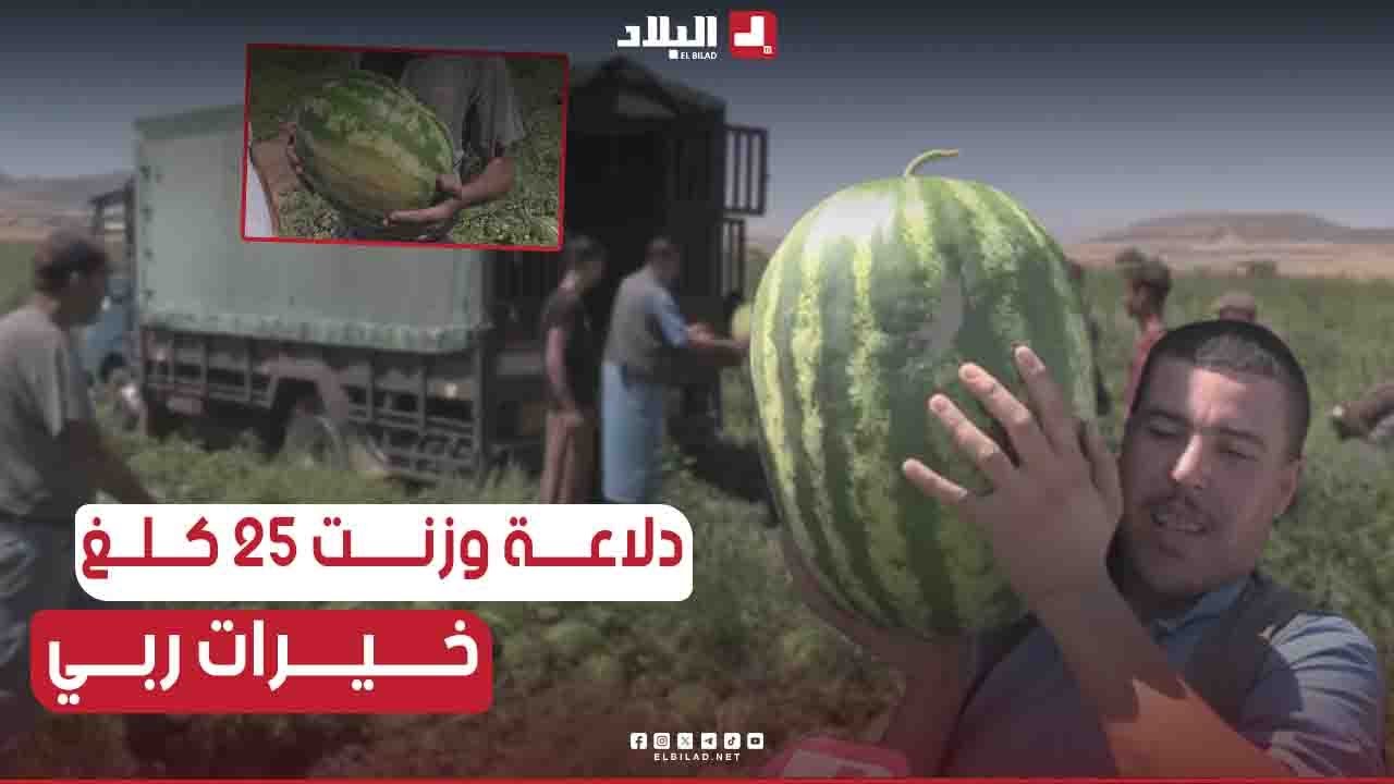 📌#باتنة : موسم جني #البطيخ الأحمر.. #مردود معتبرا كما ونوعا 