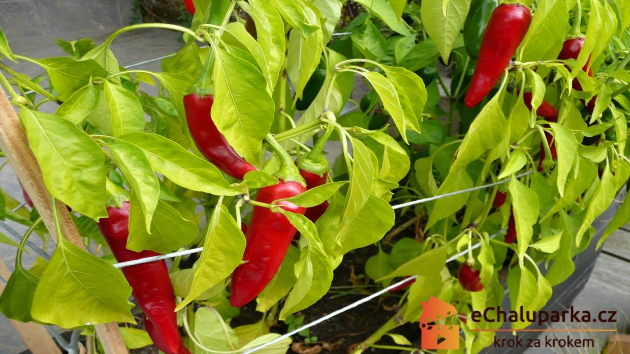 Jak pěstovat chilli papričku Cayenne ze semen. Capsicum annuum Cayenne