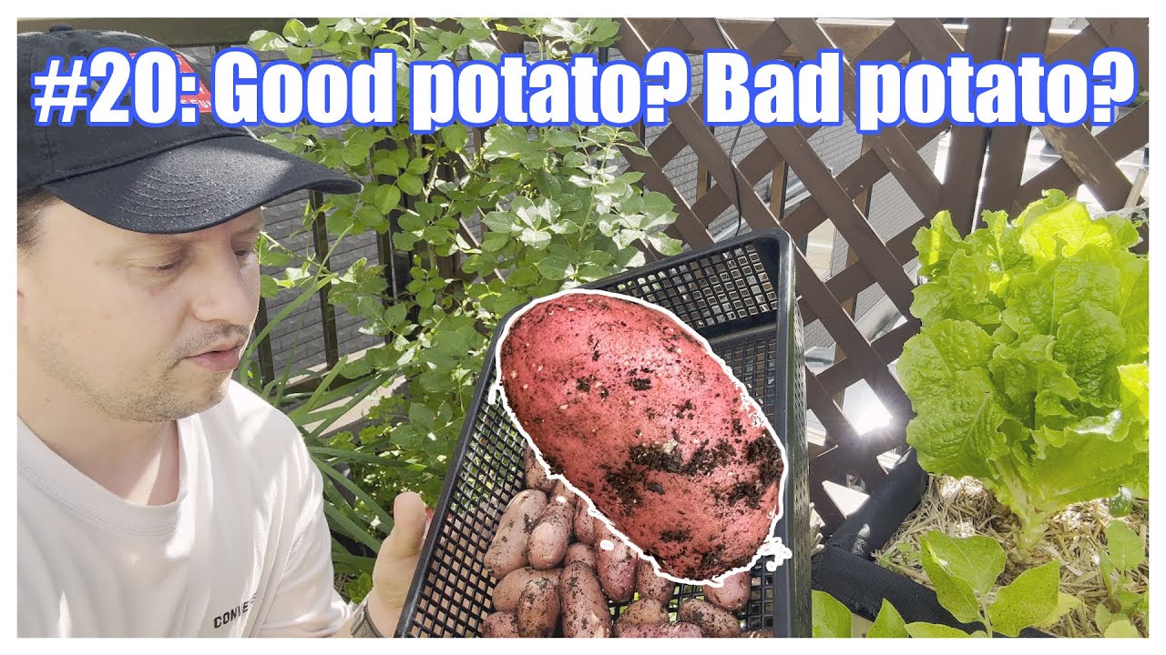 Tiny Urban Garden Potato Harvest:Success or Fail?  #urbangarden #containergarden  #organicgardening