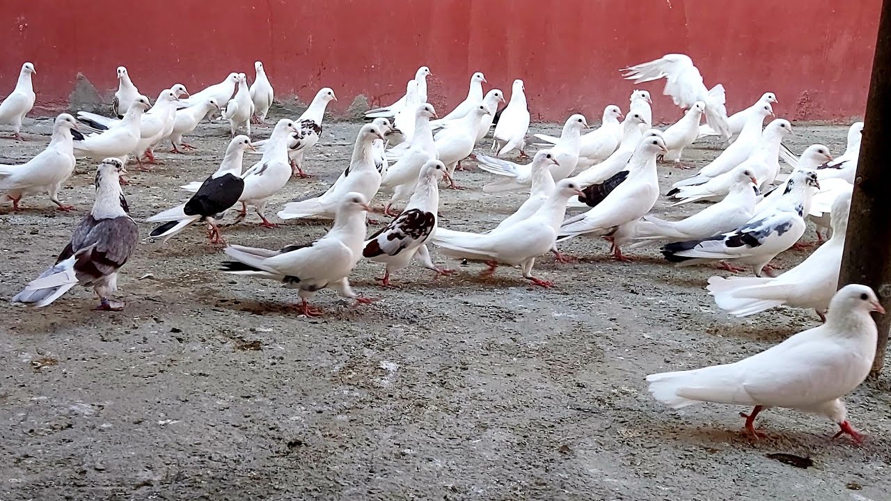 #Bakigoyercinleri2020 Bineqedi Murad-in Goyercinleri #PigeonsBaku2020 #Goyericnler2020 #quslar2020