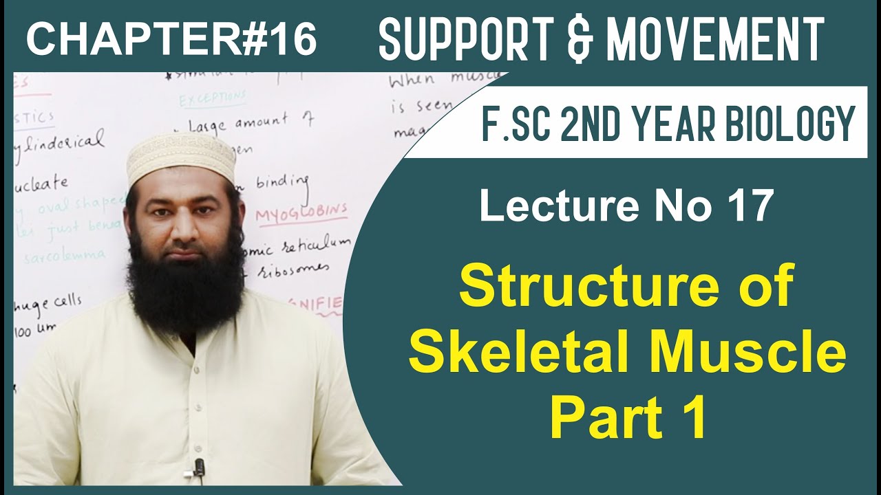 Biology Ch#16-Lecture#17 Structures of Skeletal Muscle Part 1  (F.Sc 2ndYear)