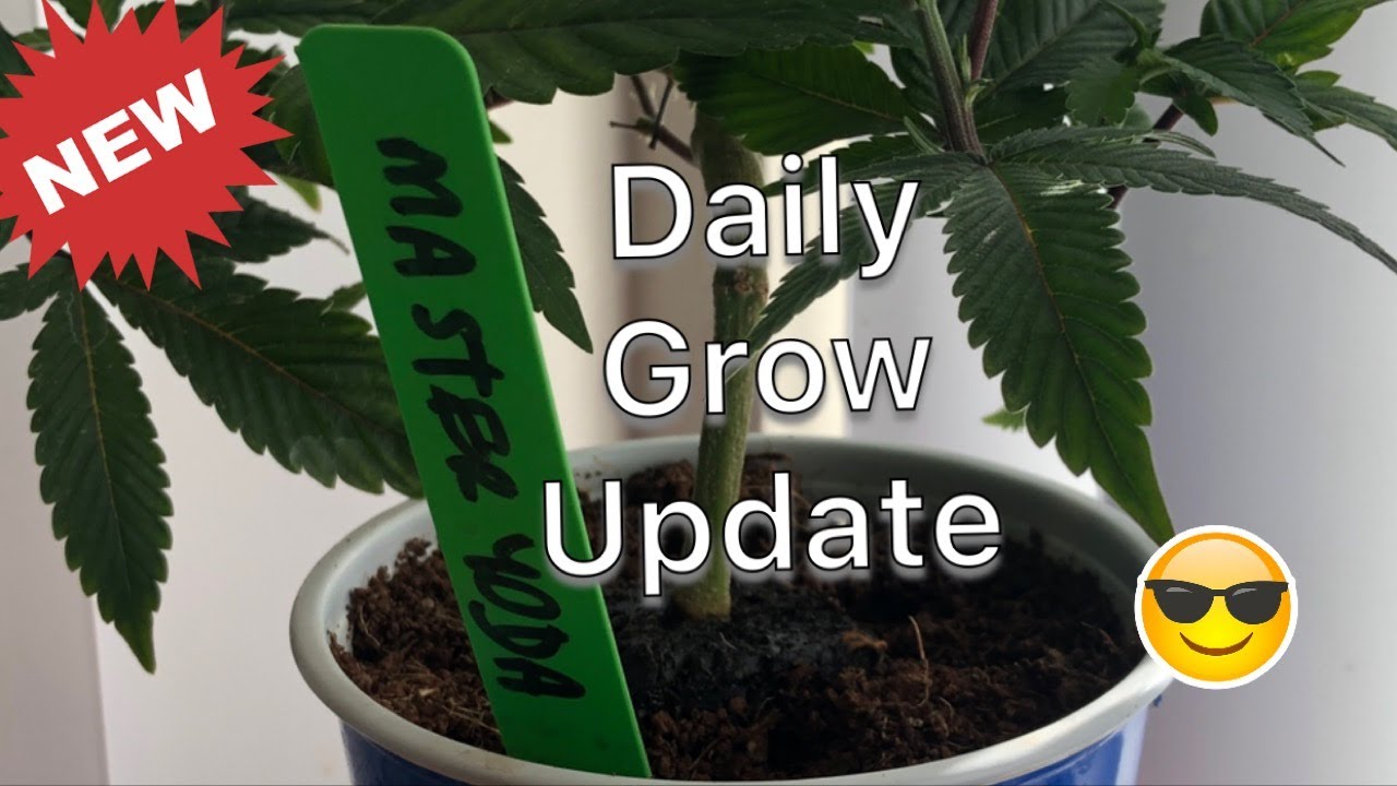 Grow space - re organized - mjgeeks Grow Vlog for Feb 6th