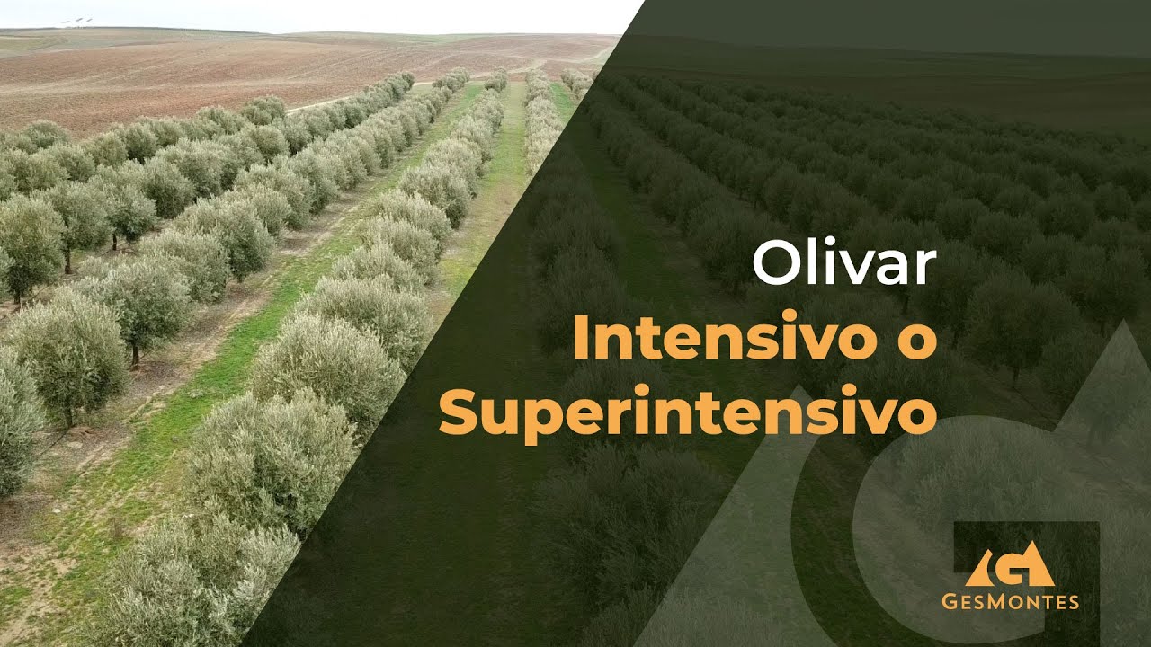 Olivar Intensivo o Superintensivo