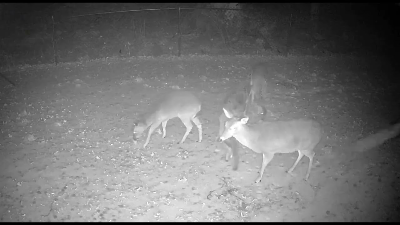 Deer Cam 1/25/26