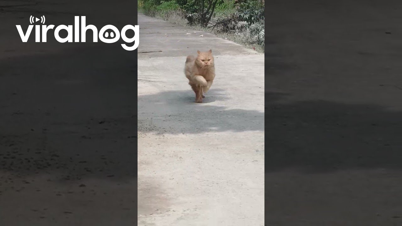 Pomarańczowe koty Zoomies || ViralHog