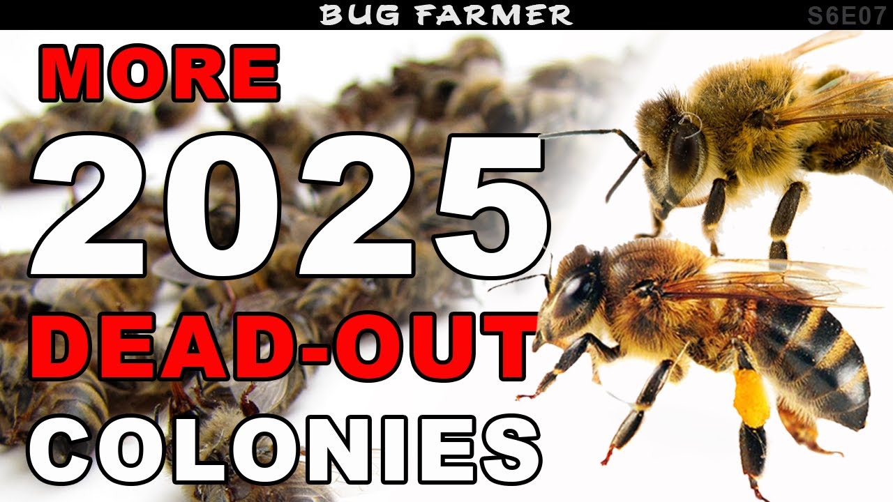 2025 Winter Die-off | Loosing bees at the farm yard.