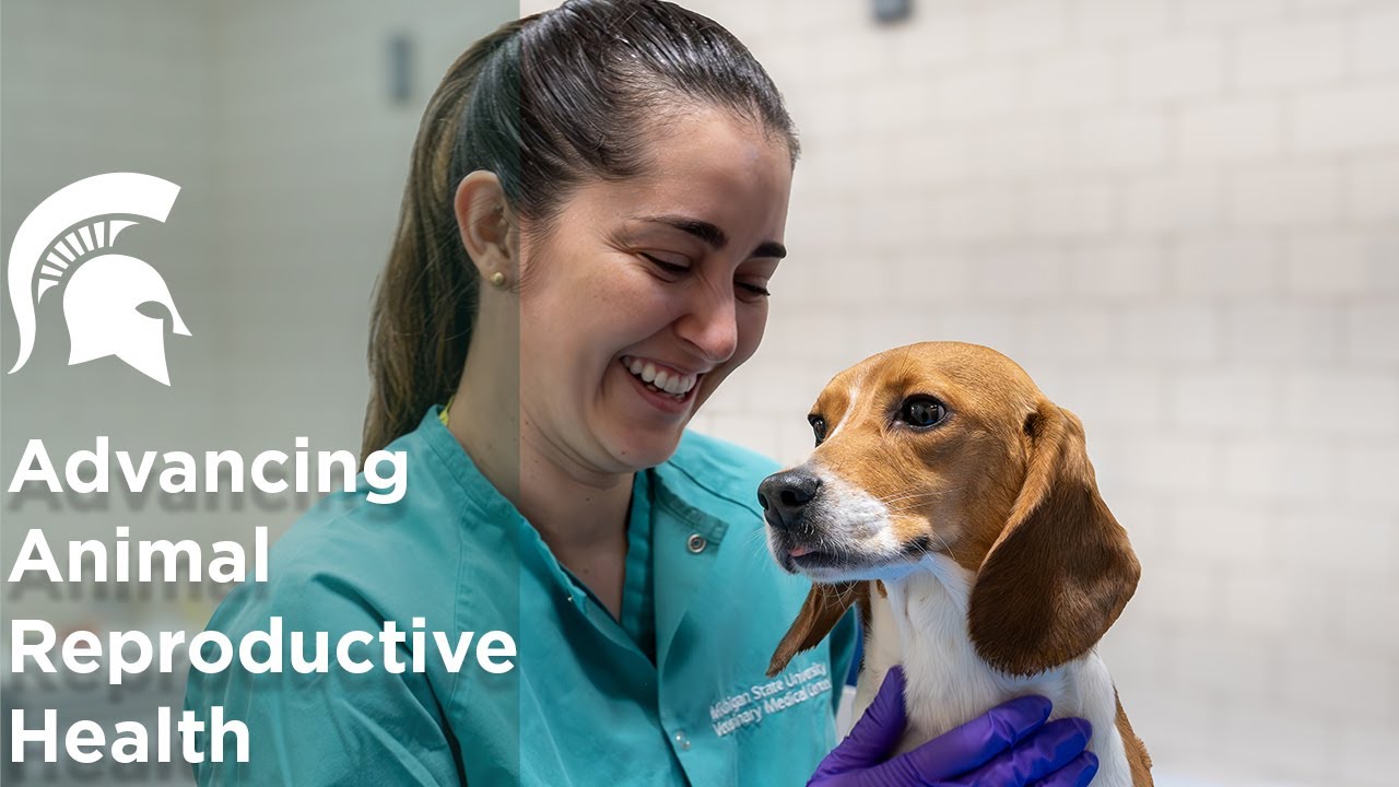 Advancing Animal Reproduction: MSU's New Theriogenology Clinical Service