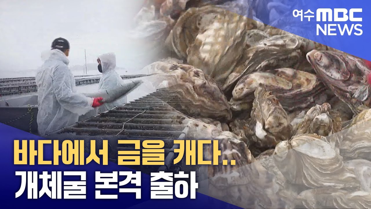 바다에서 금을 캐다.. 개체굴 본격 출하 -R (250306목/뉴스투데이)