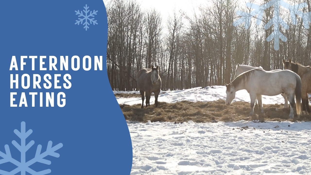 Afternoon Calm with Horses, Hay and A Winter Pasture