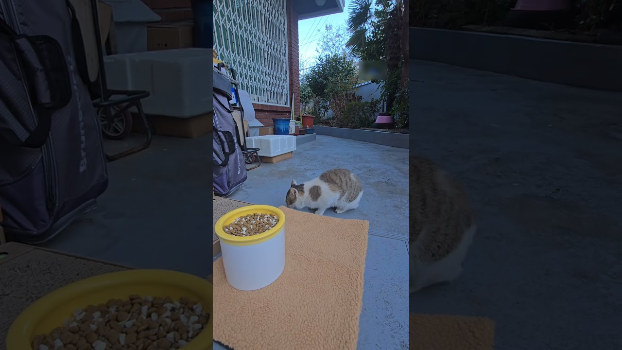 20260106_154204 Candidate Cat No. 5