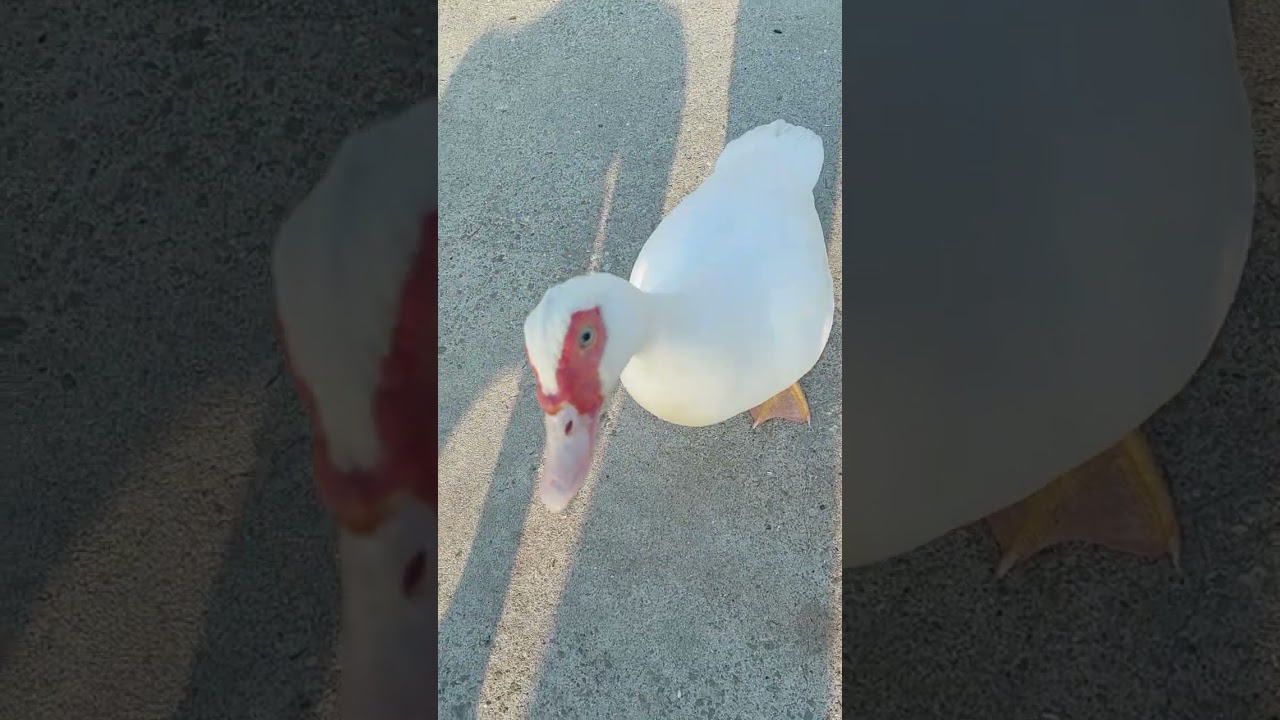 ▶️Утка  за рыбой пришла #жизньнамореялта