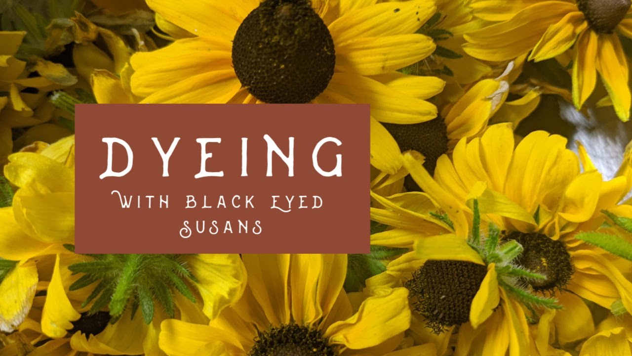 Natural Dyes from Plants: Black-Eyed Susans