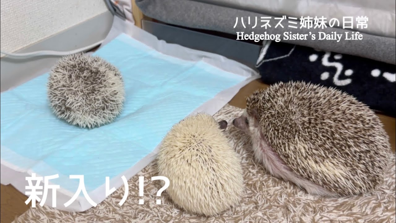 新しくやってきたハリネズミNewly arrived hedgehog