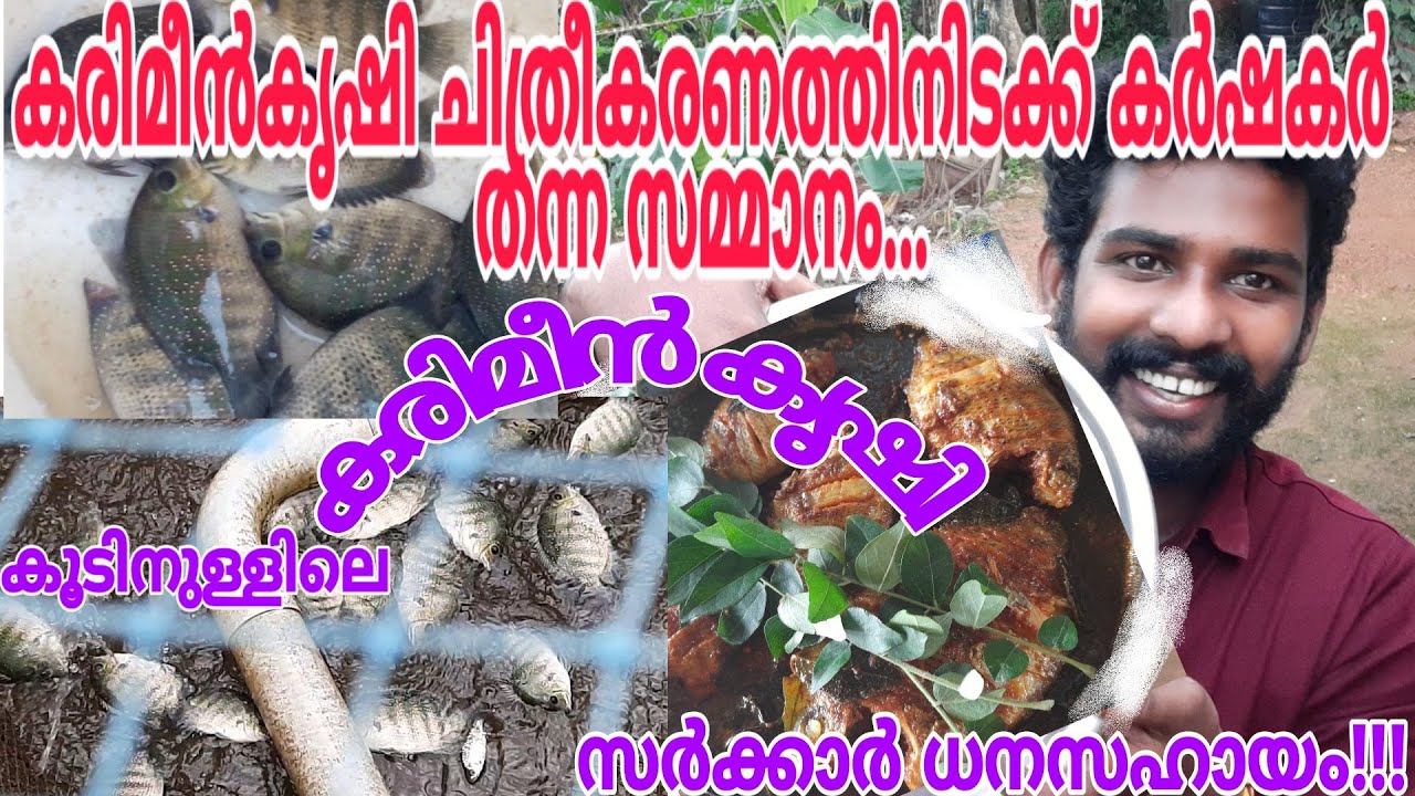 ഒരു കരിമീൻകൃഷി ഗ്രാമം | Karimeen krishi | karimeen farming in kerala| kozhikode