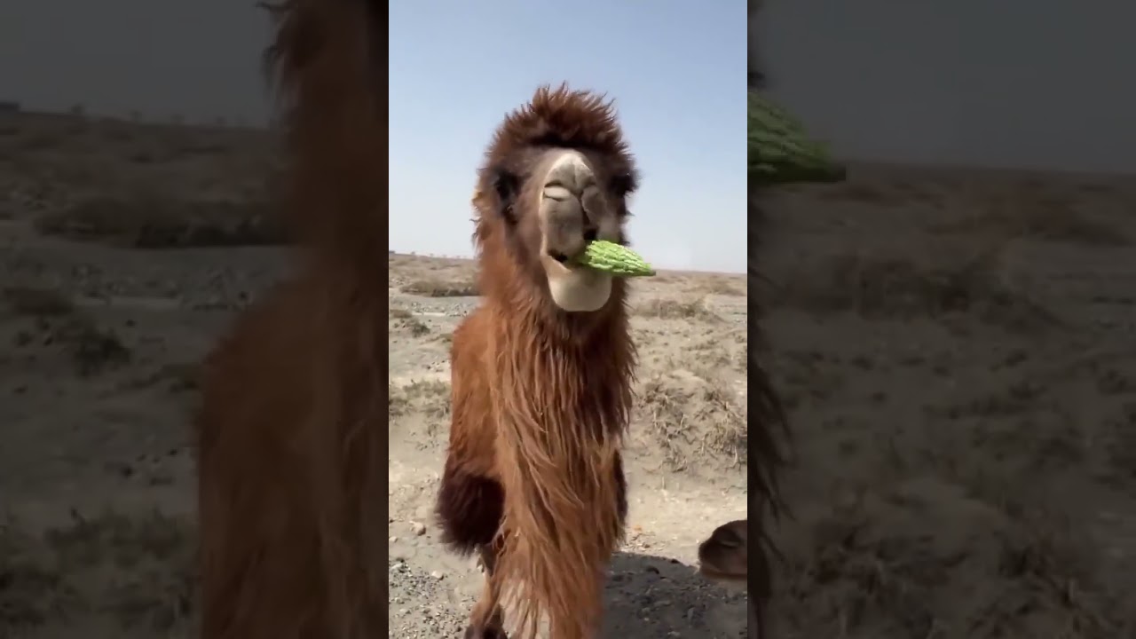 The camel did not like the bitter gourd.  