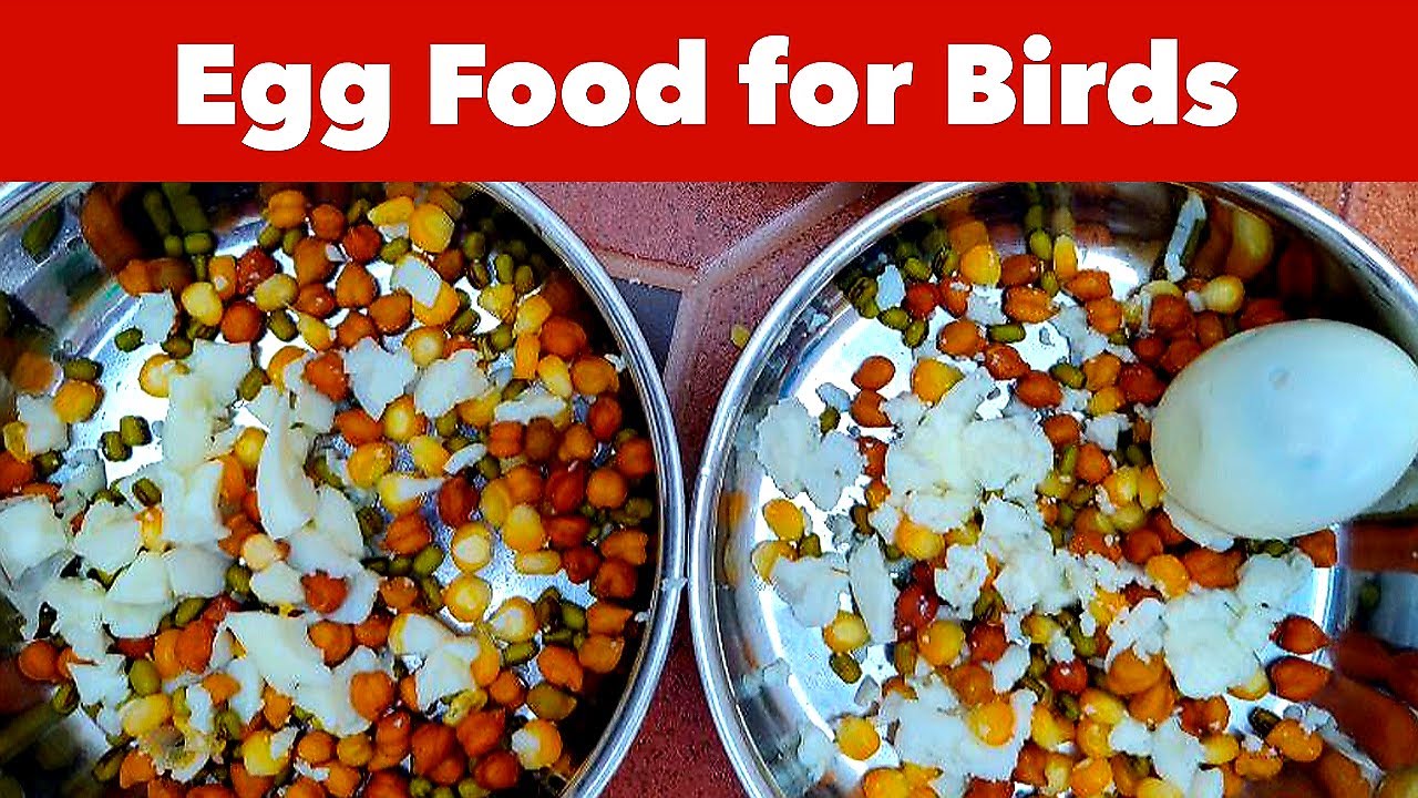Egg Food - Bird Special Soft Food For Breeding Parrots
